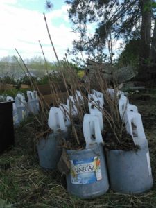 Thousands of Trees Visit Skylandia Farm On The Way to Conservation Efforts